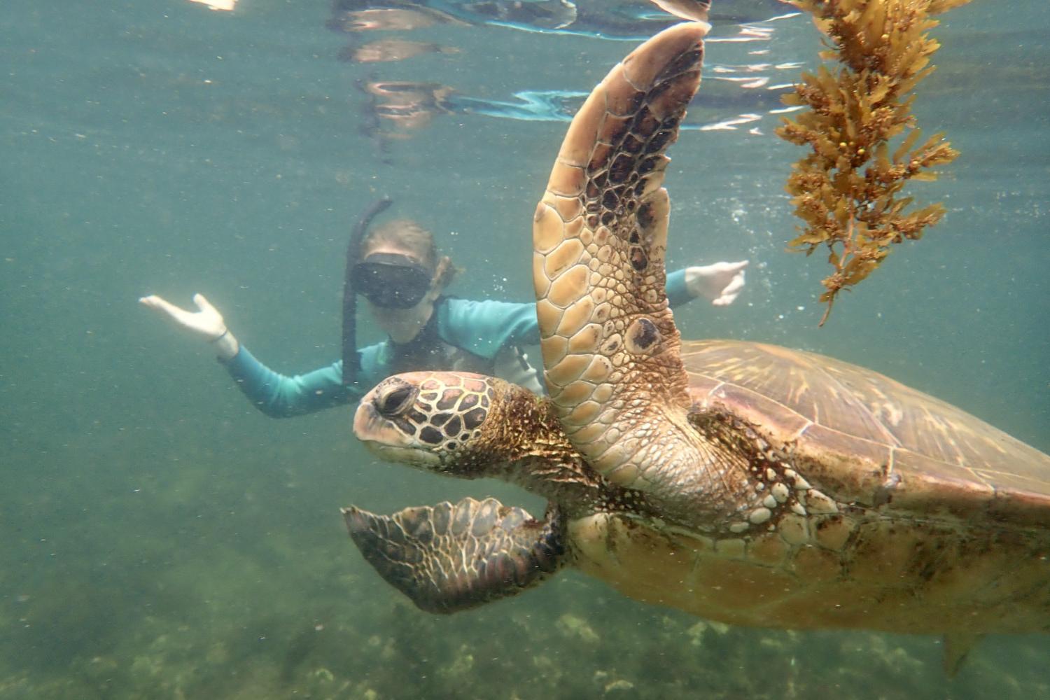 一名<a href='http://yus7.spreadcrushers.com'>博彩网址大全</a>学生在Galápagos群岛游学途中与一只巨龟游泳.